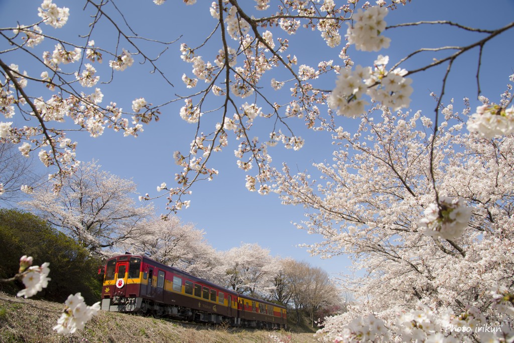 お花見列車