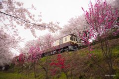 桜ロード