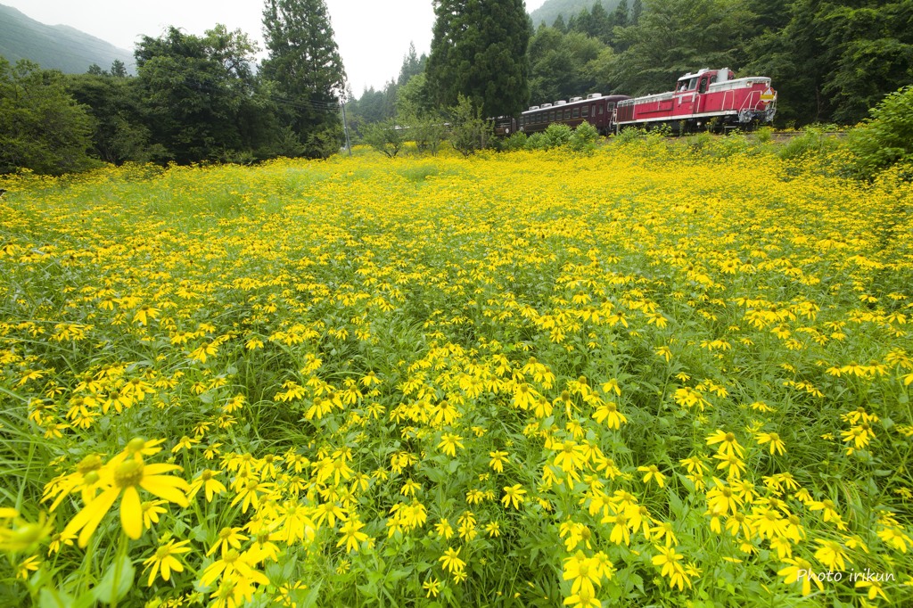 花じゅうたん