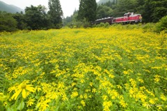 花じゅうたん