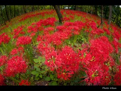 アース曼珠沙華