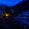 夜桜