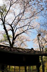 沢入駅待合室とさくら