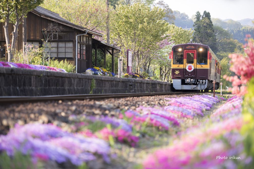 上神梅駅は花盛り