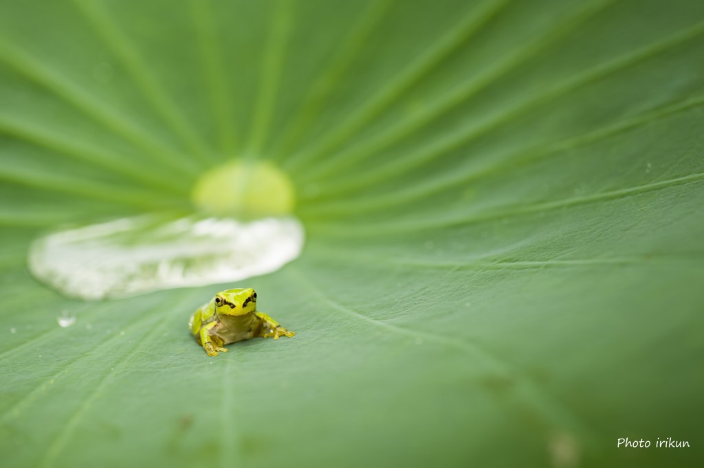 風呂上がり