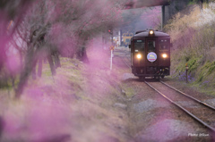 さよなら３０２　花桃に囲まれて