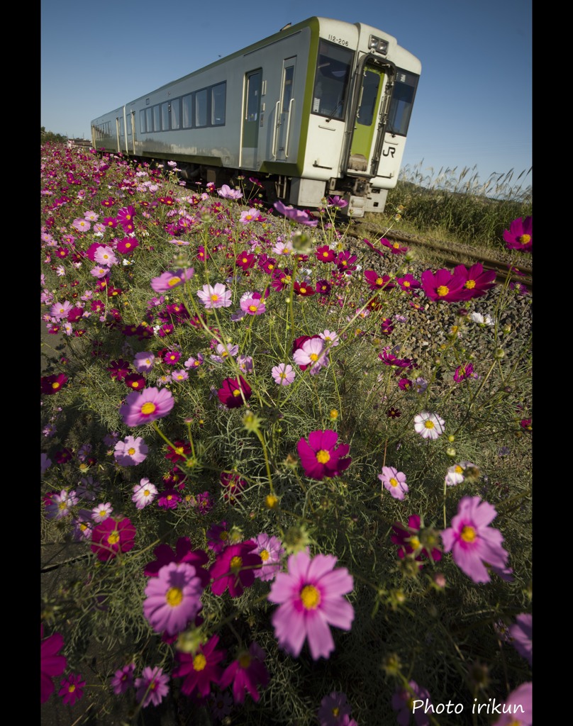 コスモス鉄道