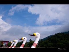 飛べる鳥にしてください。（願掛け）