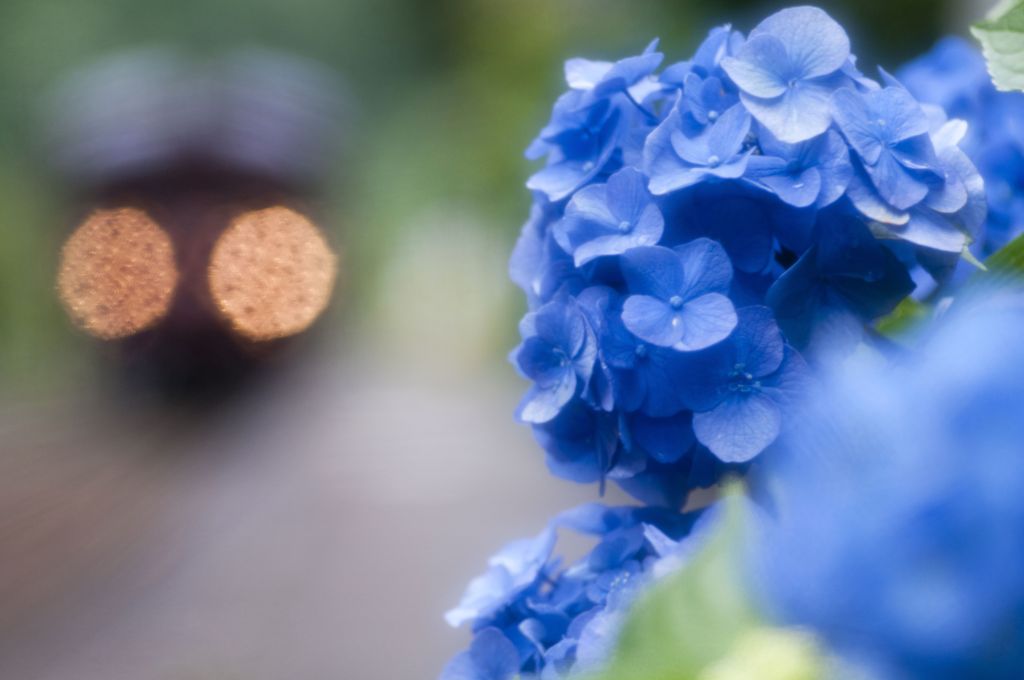 紫陽花に近づくハチのようです