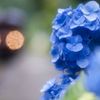紫陽花に近づくハチのようです