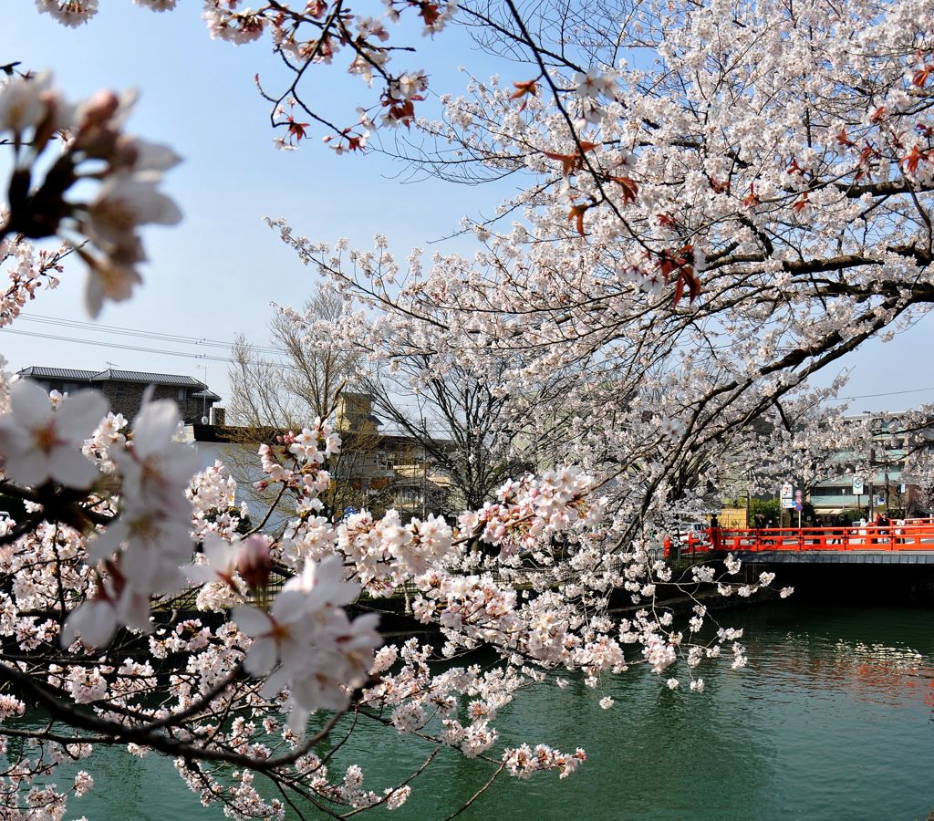 京都観光１４　平安神宮大鳥居前