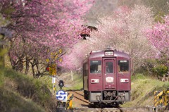 花桃並木を抜けて