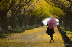 雨に濡れる外苑の朝 Ⅱ