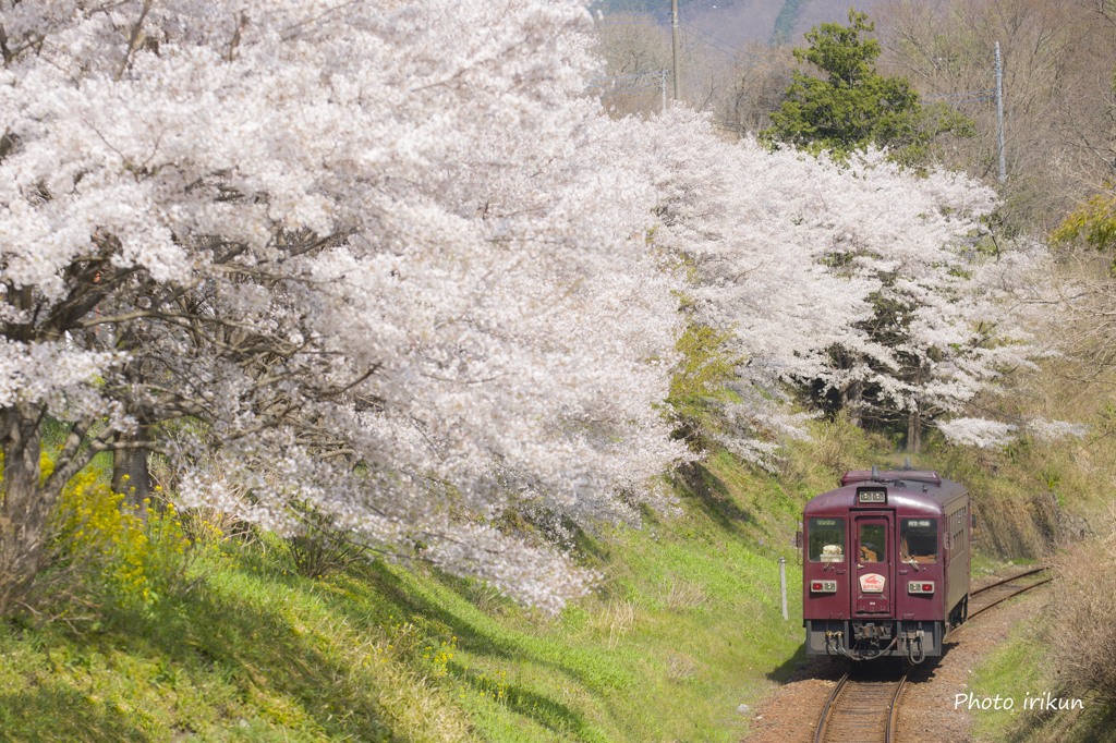 花輪のサクラ並木