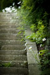石段の花