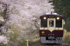 サクラ舞う中野駅