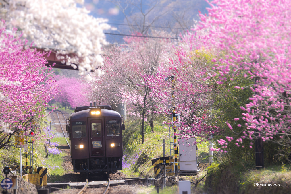待ち遠しい春