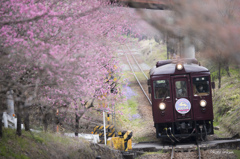 さよなら３０２　別れの花桃並木