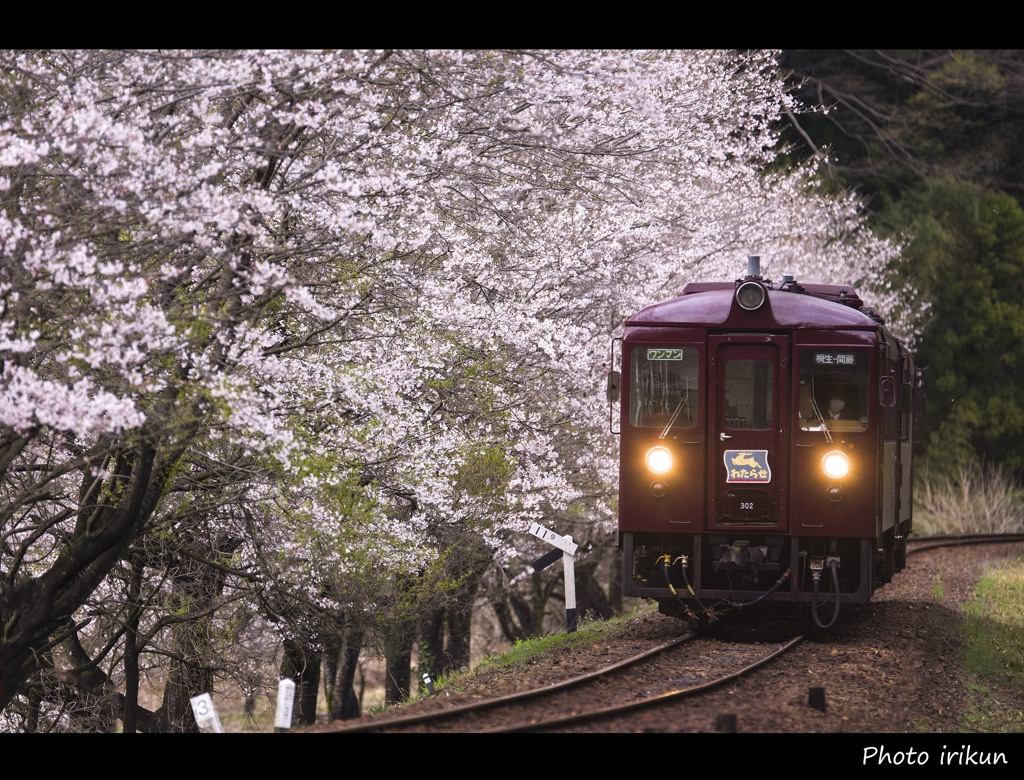 桜の中野駅