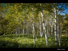 White Birch