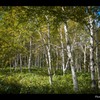 White Birch