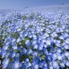 青いじゅうたん