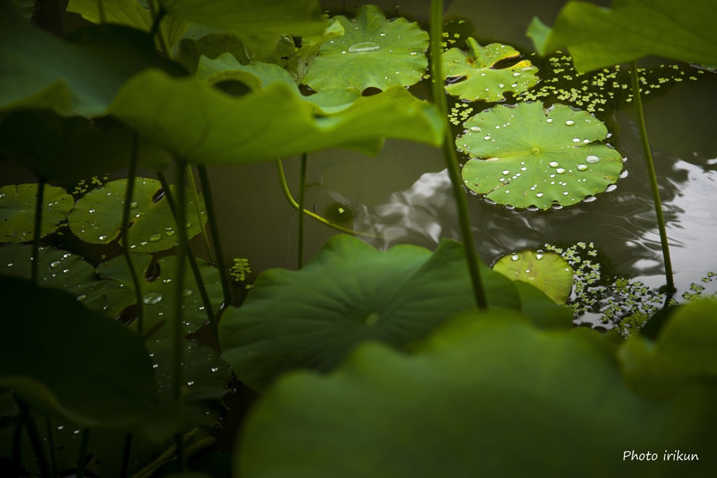 雨あがり