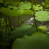 雨あがり