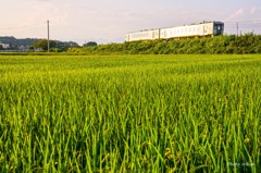 夕陽に輝く