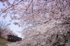 桜に囲まれて