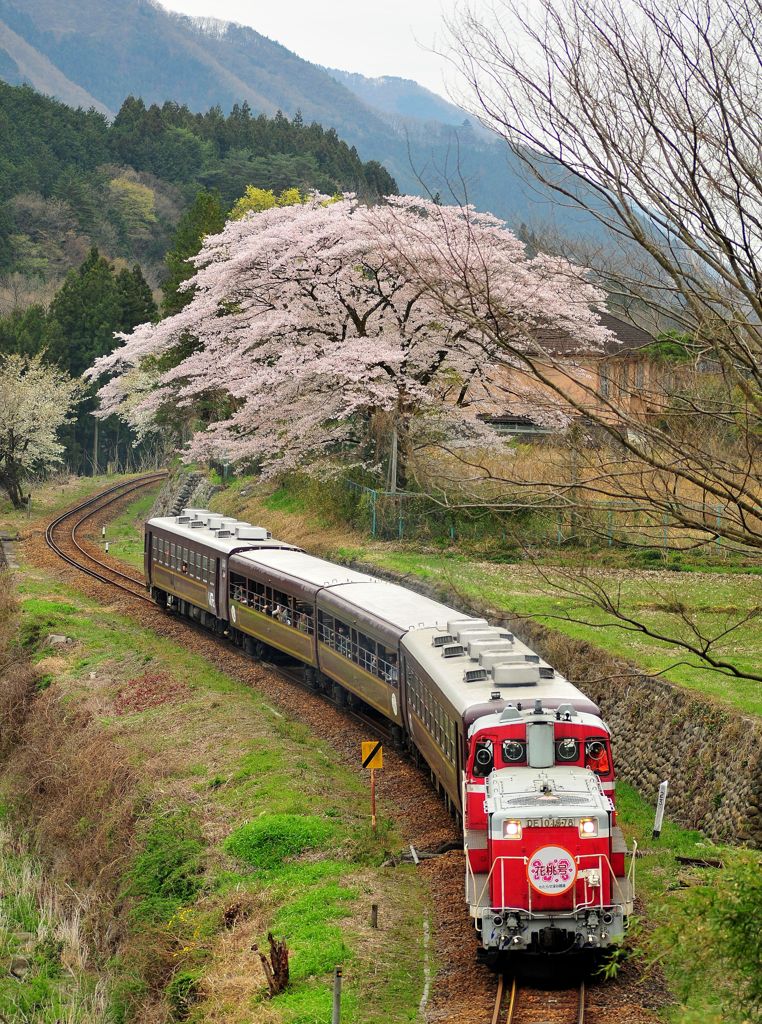 花桃号