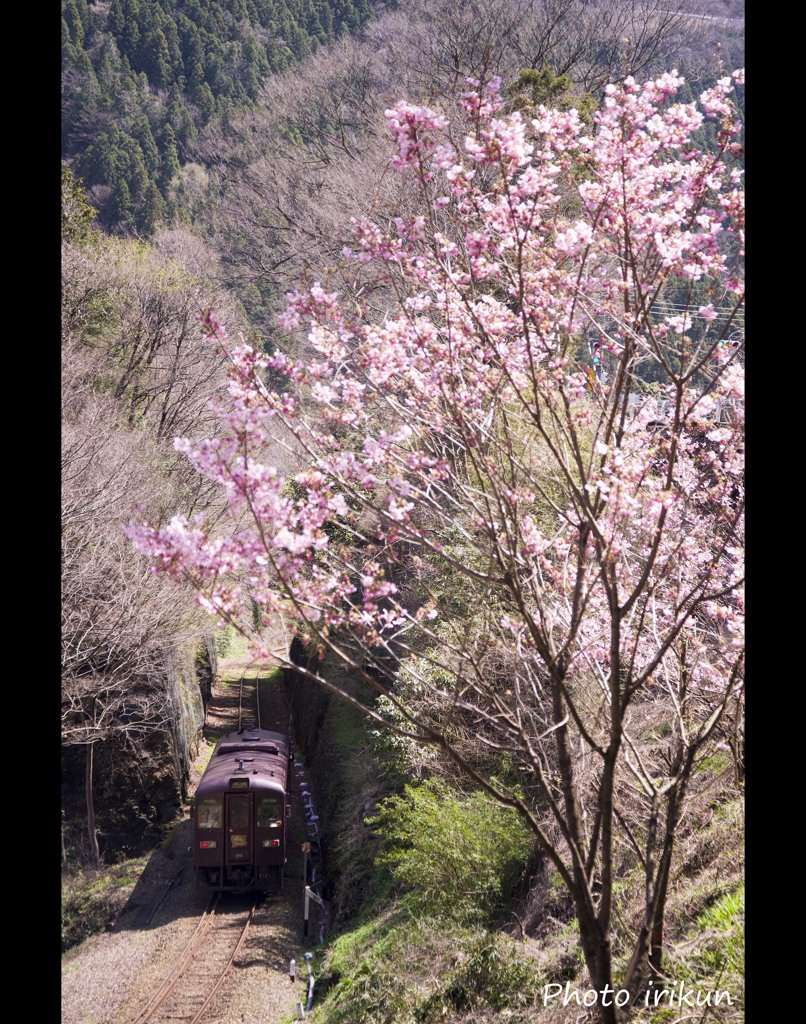 渓谷の山桜