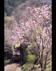 渓谷の山桜