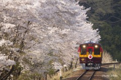 桜並木の夕陽
