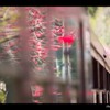 はなもも号