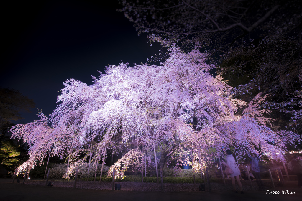 六義園