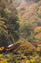 雨に濡れる紅葉谷