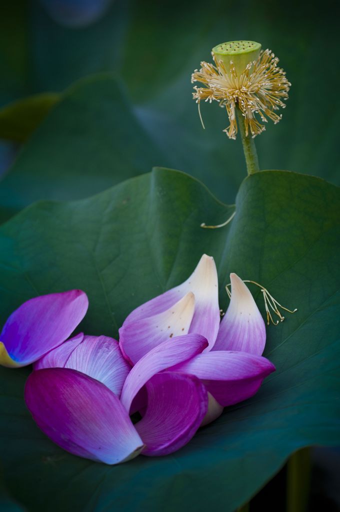 花は散りハスは実る