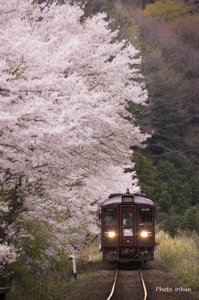 お花見てつどう旅