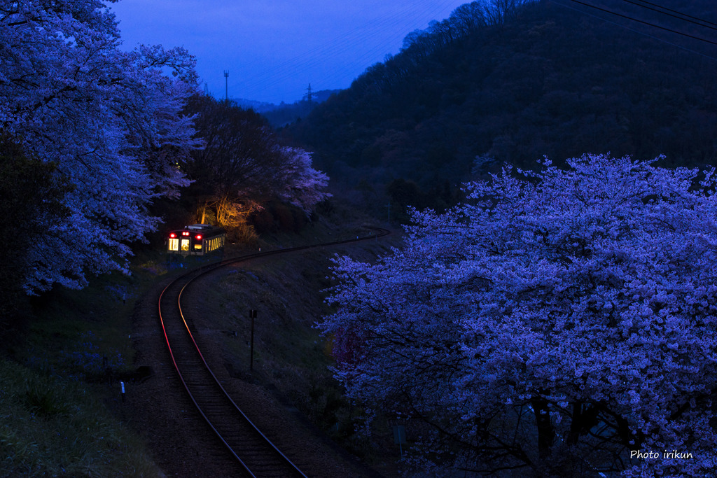 夜桜Ⅲ