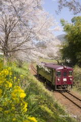 桜日和
