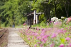 初夏を舞う