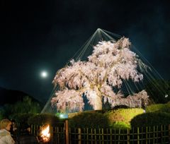 京都観光３　円山公園夜桜見物