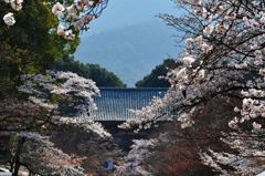 京都観光８　醍醐寺１