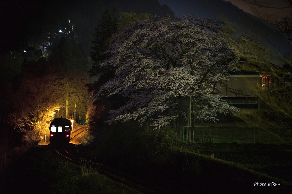 夜桜Ⅳ