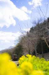 上神梅の春