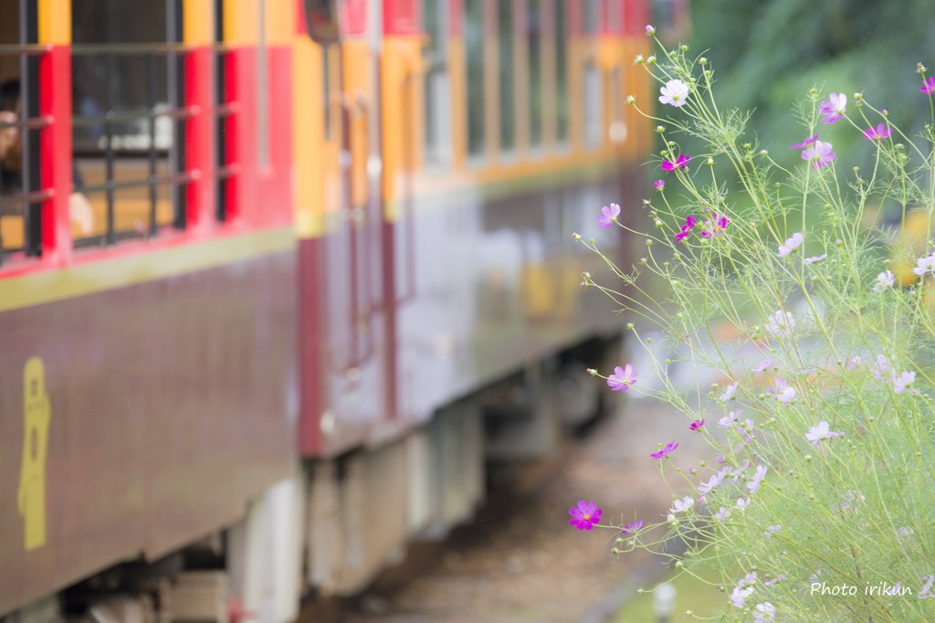 花の上神梅駅をトロッコわっしー号が通過します。