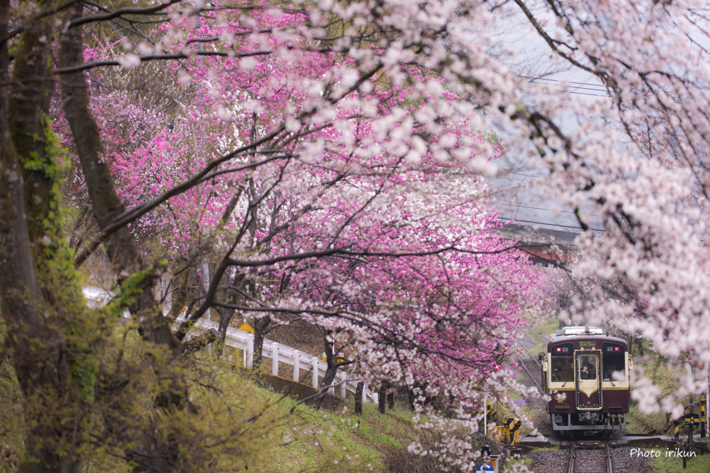 花の渓谷