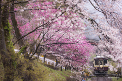花の渓谷
