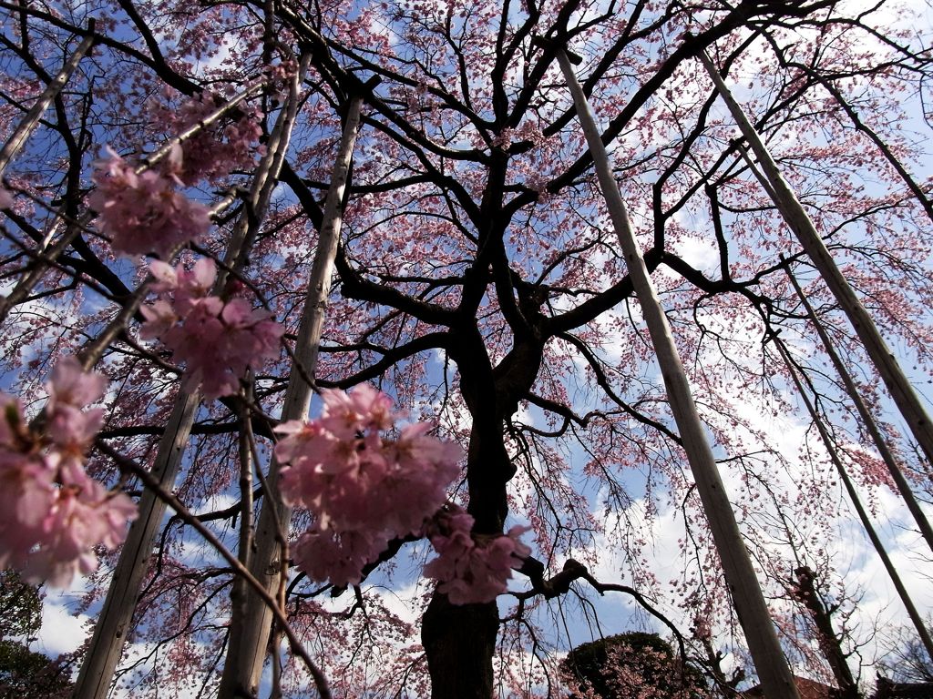 舞いおりるしだれ桜